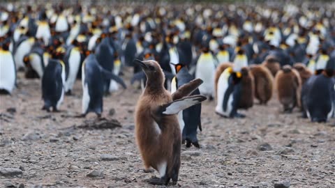 Pure Cuteness! Tiny Penguins Sliding on Ice! 🐧❄️