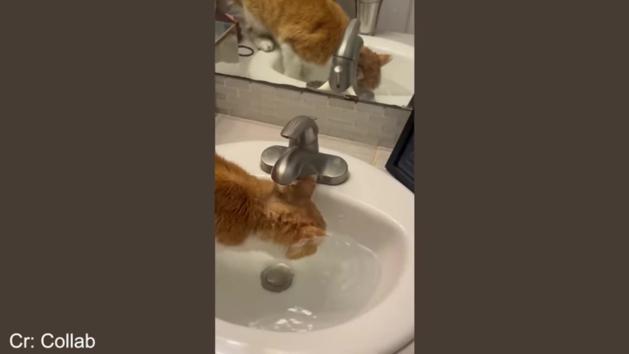 funniest-animal-dog-and-cat-videos-thatll-teach-you-what-a-good-laugh-is