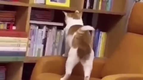 Funny Animals 3/31/2025