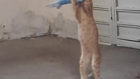 O cat brincalhão