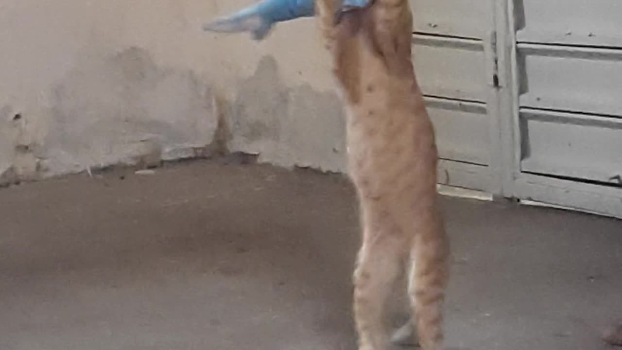 O cat brincalhão