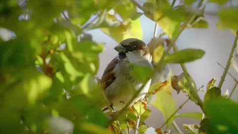 Soothe Your Soul with Piano & Birdsong 💞 Nervous System Healing Music