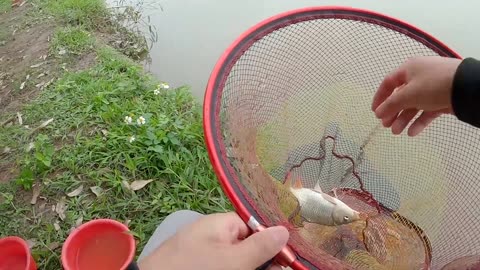 Shad Races the Rivers Pulse