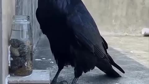A clever thirsty crow