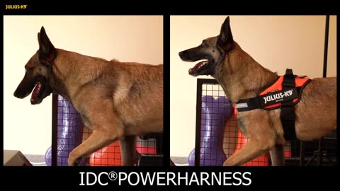 K9