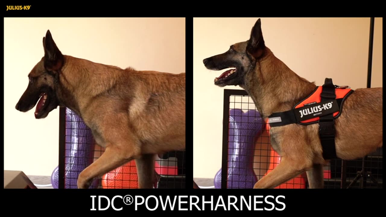 K9