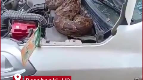 Barabanki Shock: Massive Python Found Coiled Inside BJP Leader’s Car Bonnet, Video Goes Viral