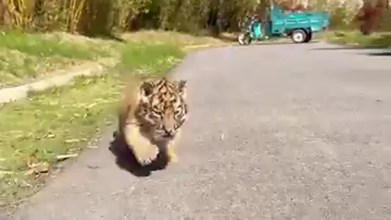 This is funnier when you understand German :)