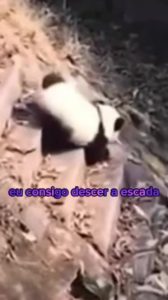 pandas engraçados 1
