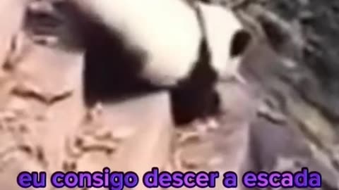 pandas engraçados 1