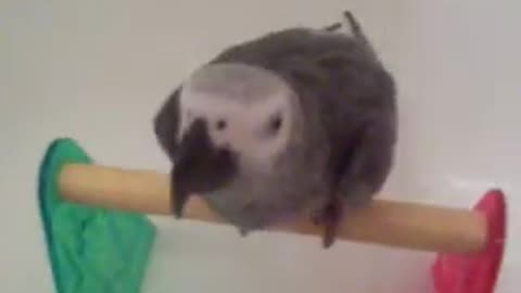 African Grey Parrot -Polly- taking bath