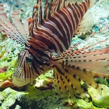 Did you know that the lionfish is one of the ocean's most dangerous predators?