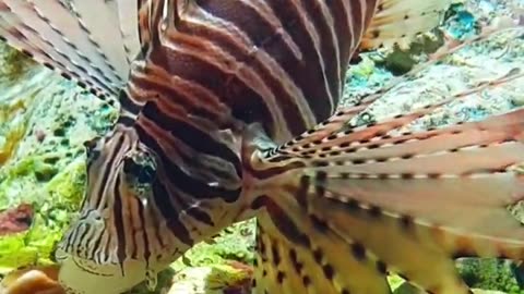 Did you know that the lionfish is one of the ocean's most dangerous predators?