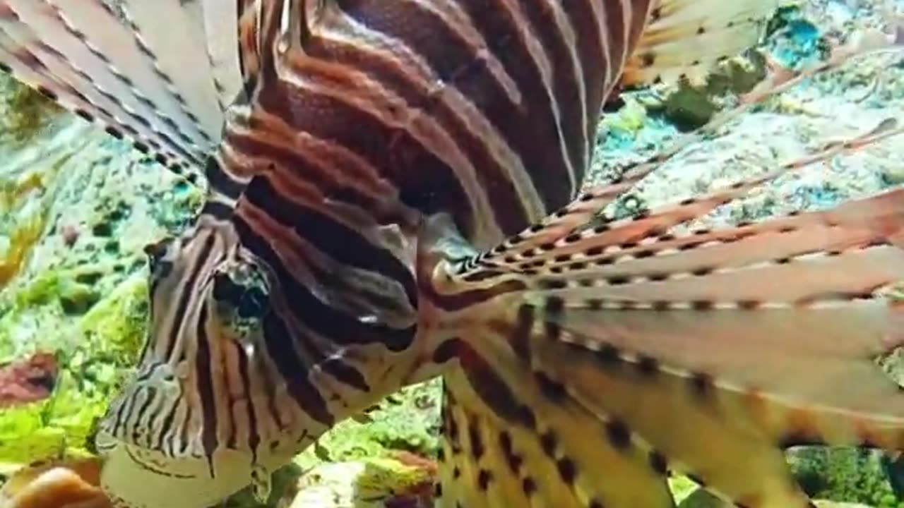 Did you know that the lionfish is one of the ocean's most dangerous predators?