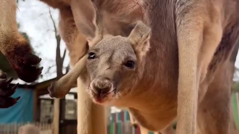 Kangaroo Kid
