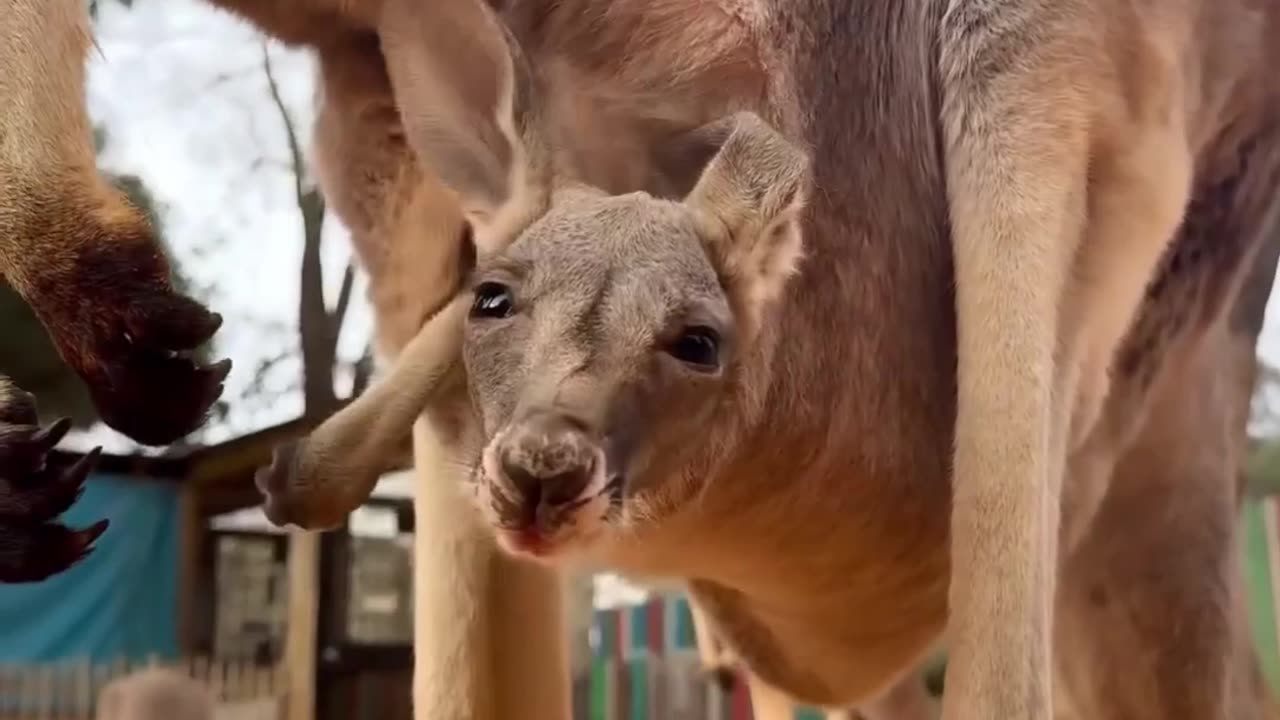 Kangaroo Kid