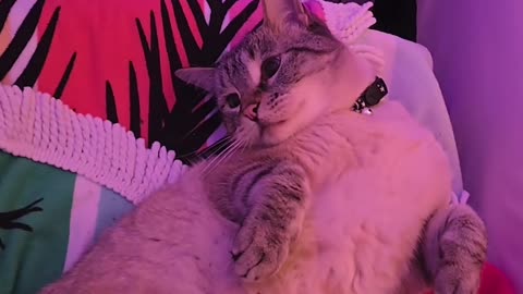 😂🐶 Astrovino Tumbles Between Our Beds! | FunFM