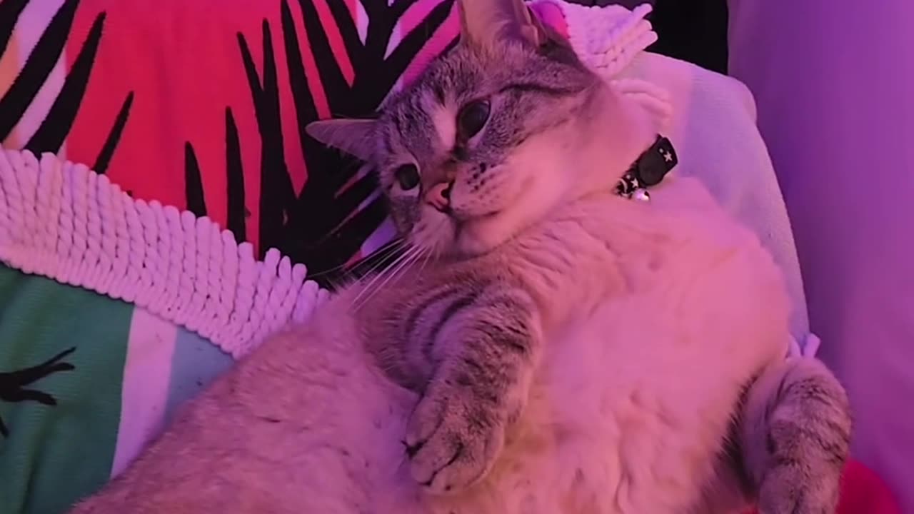 😂🐶 Astrovino Tumbles Between Our Beds! | FunFM