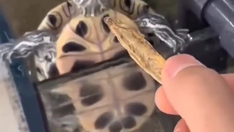 funny turtle and birds