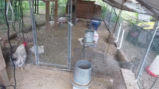 Chicken Live Stream