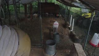 Chicken Live Stream