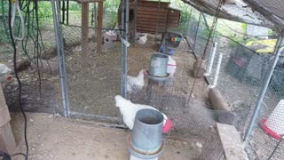 Chicken Live Stream