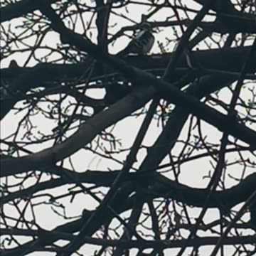 Red bellied woodpecker