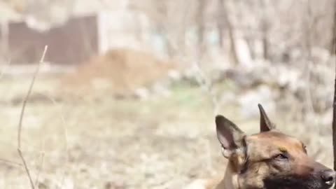 smart 👍 dog
