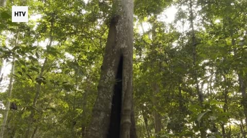 Elephant & African Wildlife #11 – Majestic Giants of Gabon