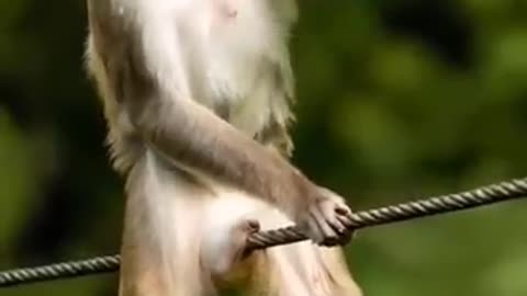 Monkey’s Hilarious Reaction on the Rope! 😂 | Funny Animal Moment #FunnyAnimals #ViralMonkey #shorts