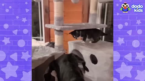 Funny Animals Show