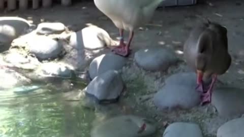goose