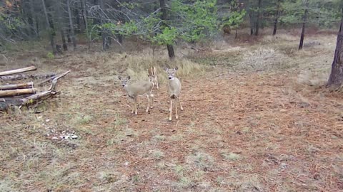 Deer Spooked