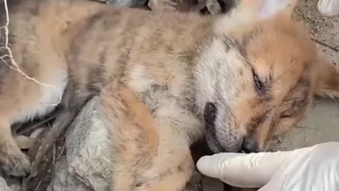 Dog's Rescue Reaction Will Melt your Heart ❤️