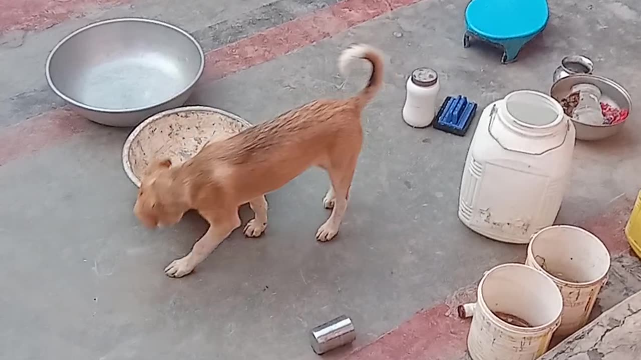 Funny video