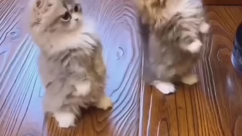 Cute cat