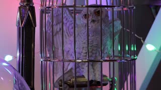 This Noble Collection Owl Is Too Cute.