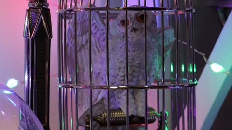 This Noble Collection Owl Is Too Cute.