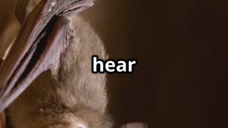 🦋🦇 Moths vs Bats – Nature’s High Frequency Battle! 🔊🌙