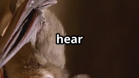 🦋🦇 Moths vs Bats – Nature’s High Frequency Battle! 🔊🌙