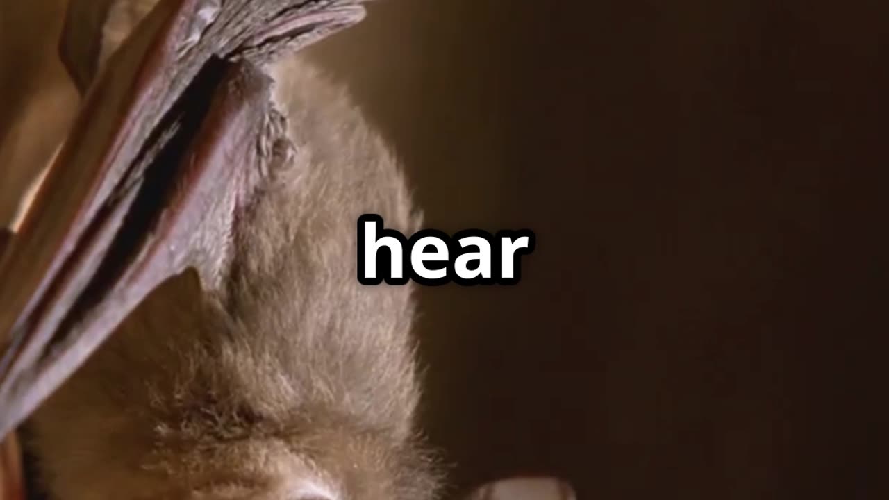 π¦π¦ Moths vs Bats β Natureβs High Frequency Battle! ππ