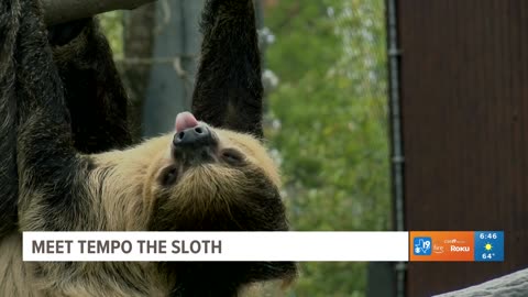 EXPLORING CALDWELL ZOO: Tempo the sloth takes it slow and steady