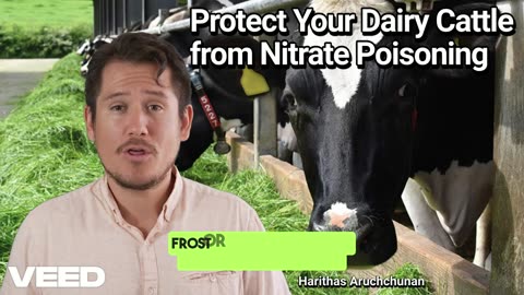 Green Doesn’t Always Mean Safe: Protect Your Dairy Cattle from Nitrate Poisoning