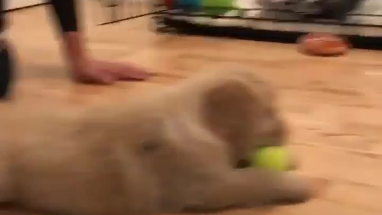 Puppy play with ball