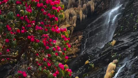 This is What Nepal Looks Likes At This Time of season Red flower jungle and a cute waterfall