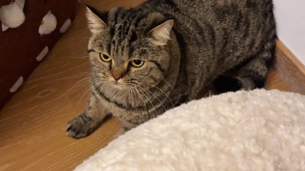 📹 Trending Chinese Viral Videos | Funny, Emotional & Shocking Moments