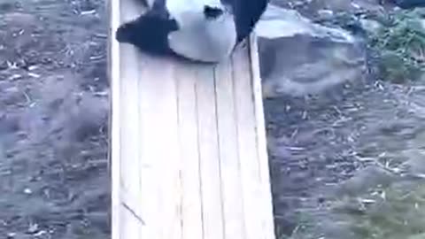 When Animals Go Viral! 😂 Top 10 Funniest Pet Fails You Can’t Miss!
