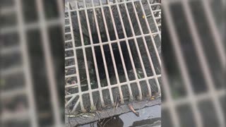 Duckling reunites with mom after two-hour rescue operation