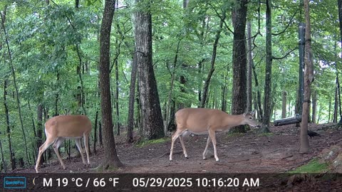 The Woods – 05/30/2025