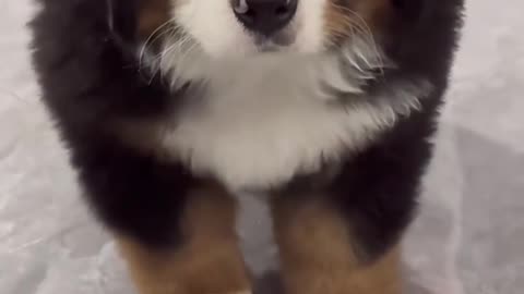 Bernese Mountain Dog Puppy